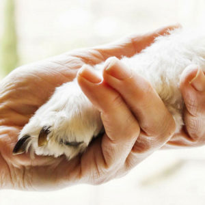 PET-THERAPY PROGETTO “AMICO CANE”