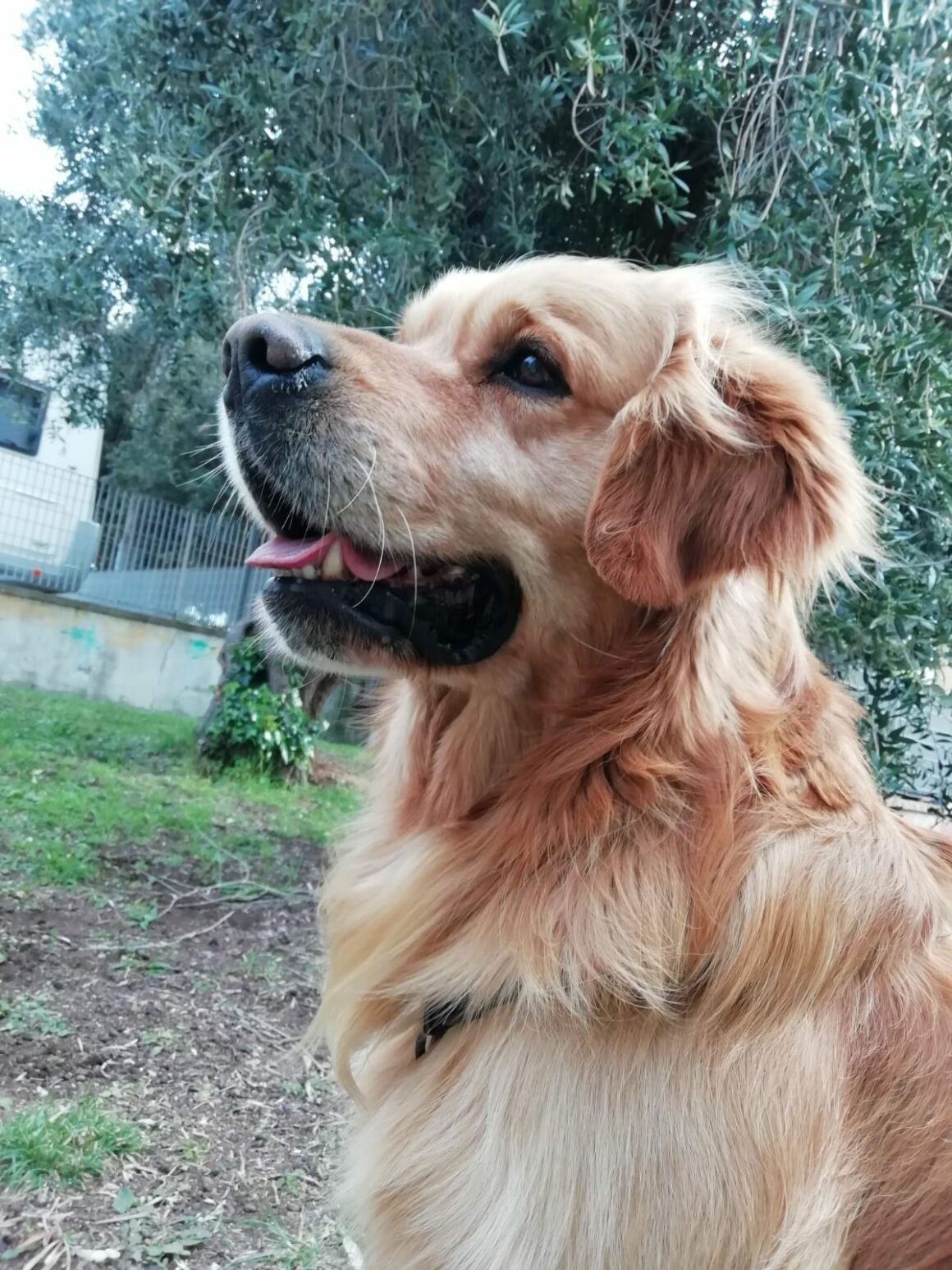 Oggi nuovo incontro con i nostri amici a 4 zampe🐾🐾 della SAUCS Costa Maremmana