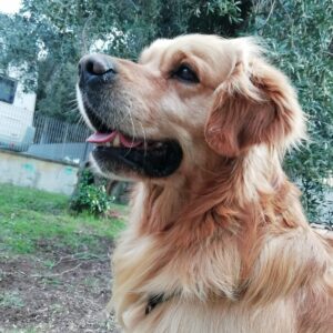 Oggi nuovo incontro con i nostri amici a 4 zampe🐾🐾 della SAUCS Costa Maremmana